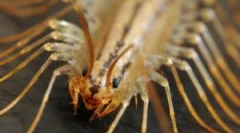 Mukholovka obyčajné a spôsoby, ako bojovať proti nej